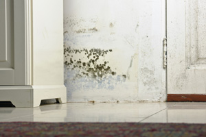 Mold testing and inspection services